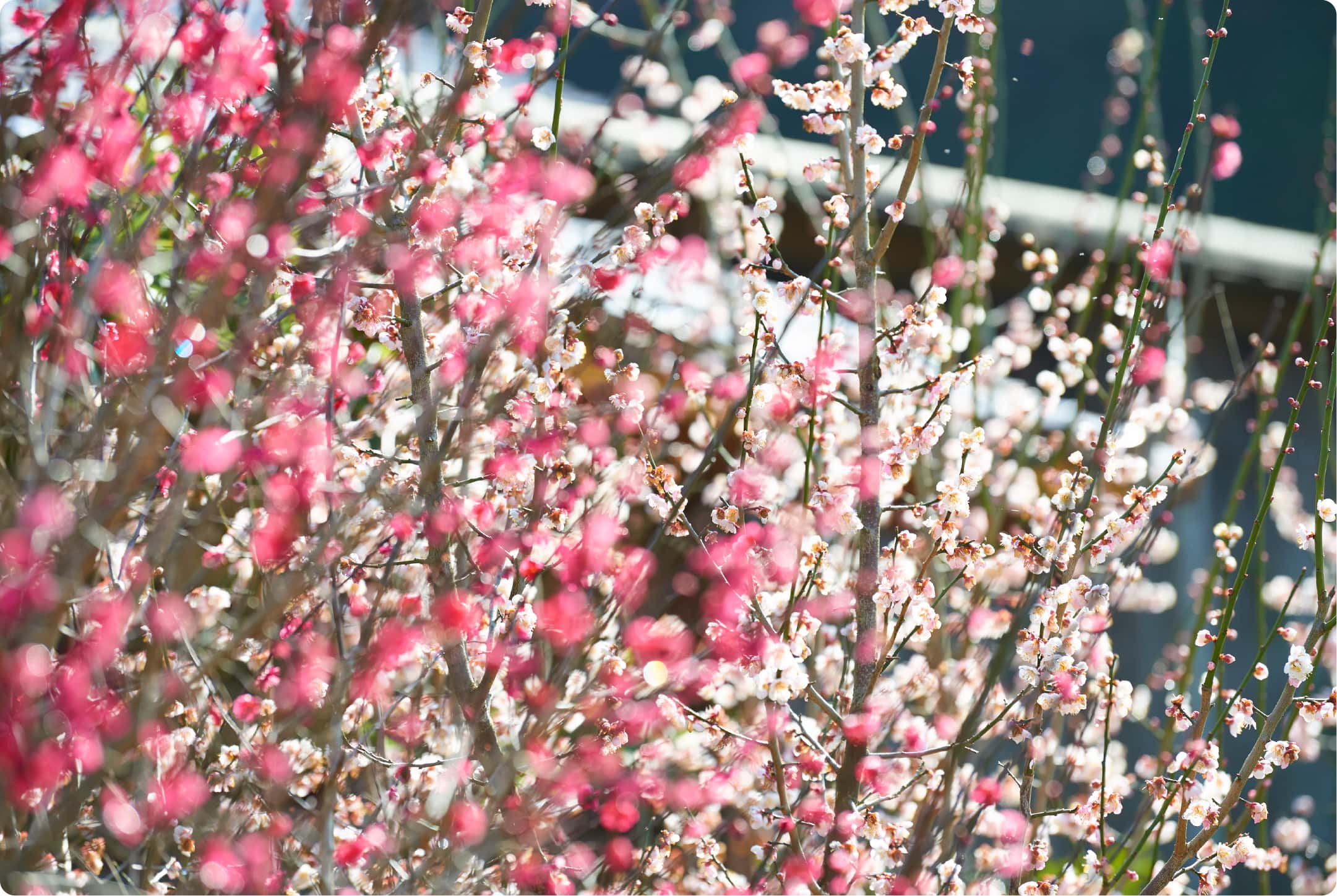 早春に咲き乱れる梅の花